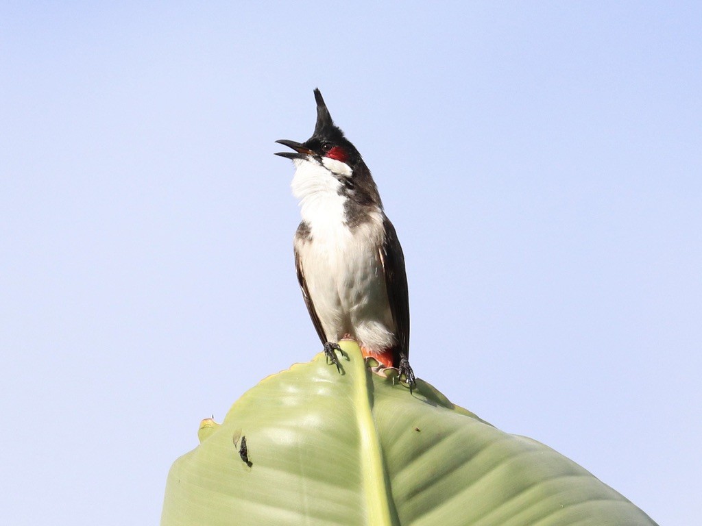 Bulbul masailgorria - ML646955550