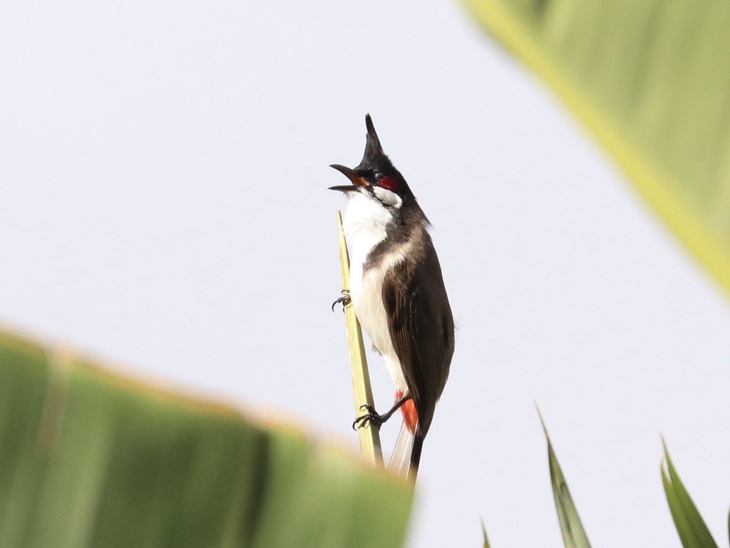 Bulbul masailgorria - ML646955551