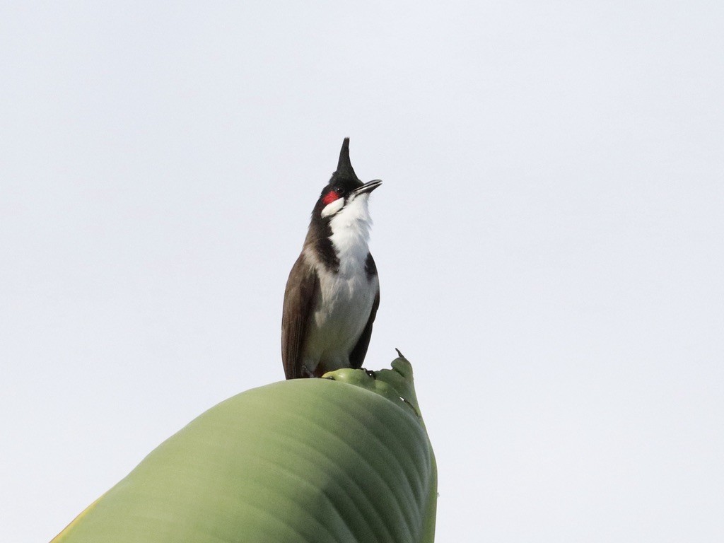 Bulbul masailgorria - ML646955552