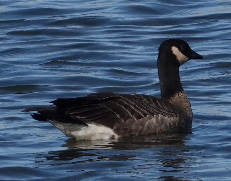 小加拿大雁 - ML646955555