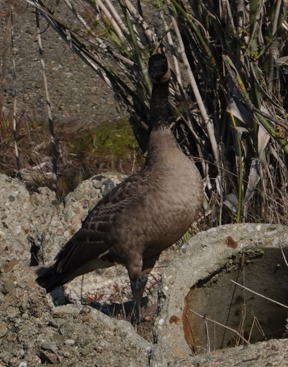 小加拿大雁 - ML646955556