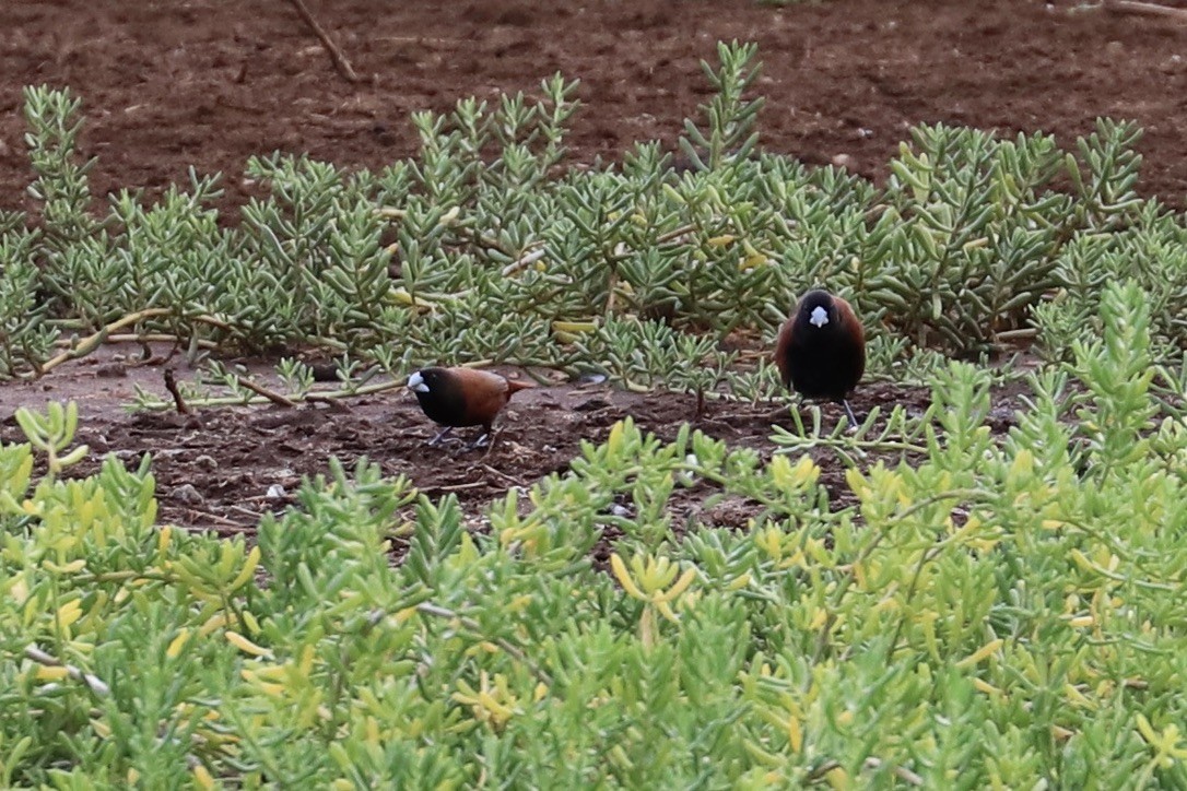 Capuchino Castaño - ML646955564