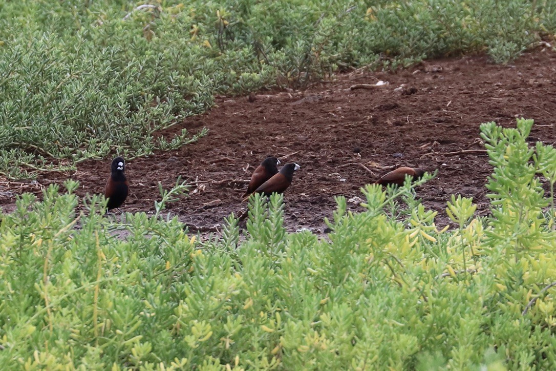 Capuchino Castaño - ML646955565