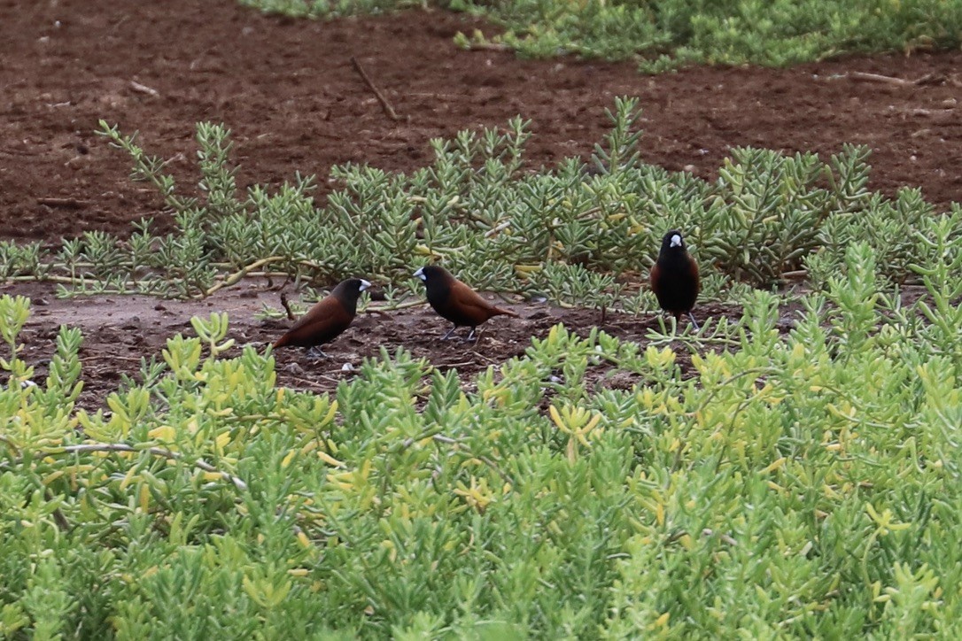 Capuchino Castaño - ML646955566