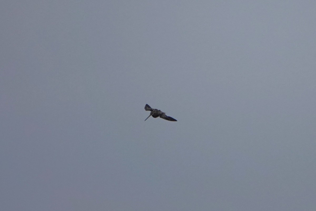 Wilson's Snipe - ML646955569