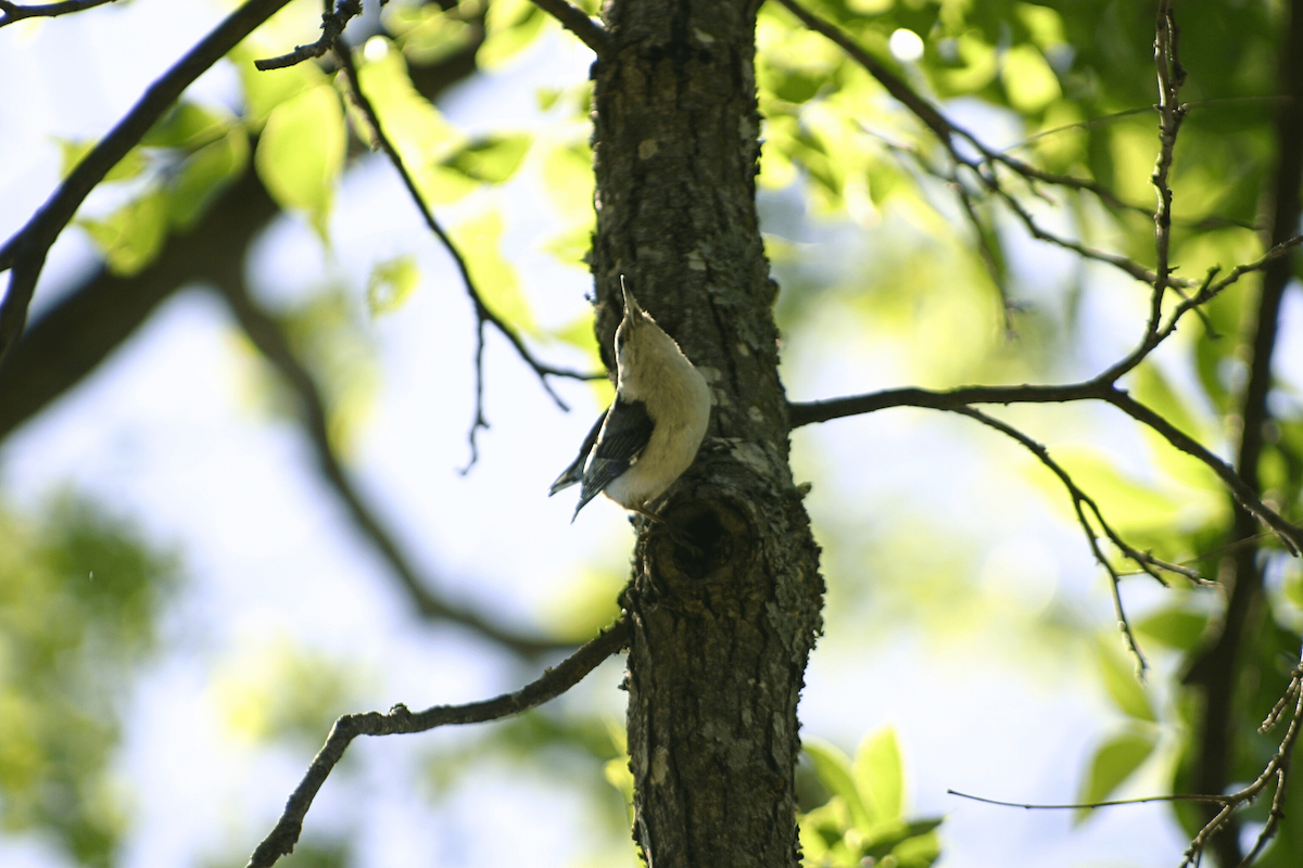 White-breasted Nuthatch - ML646955571