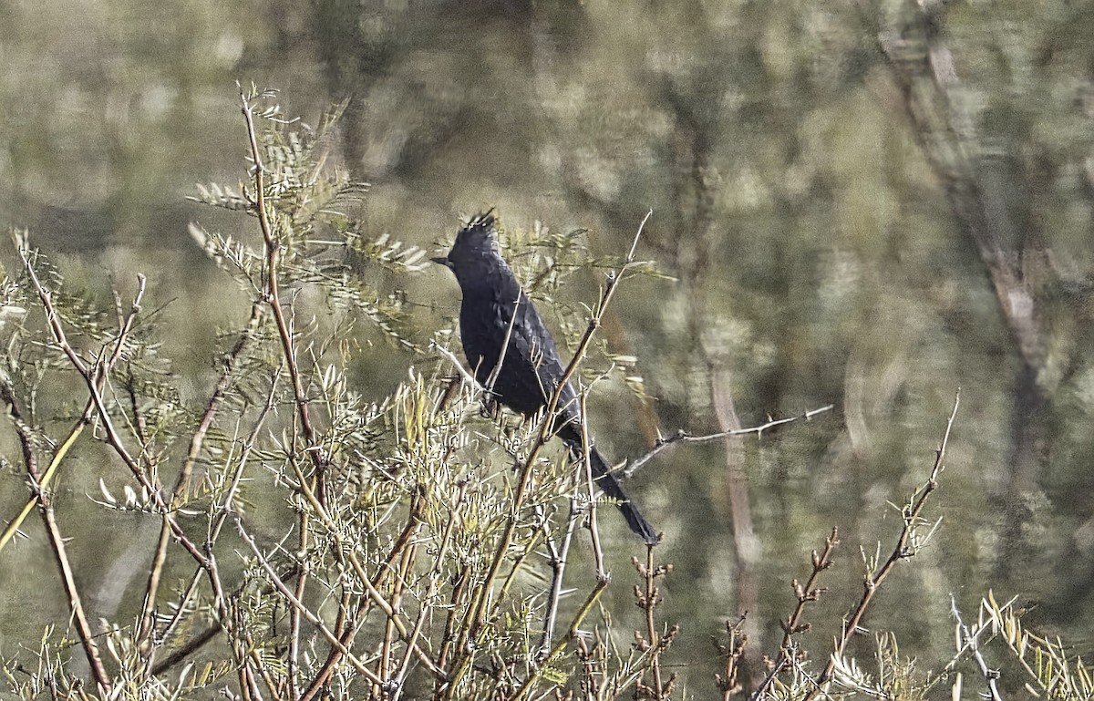 Kara Faynopepla - ML646955576