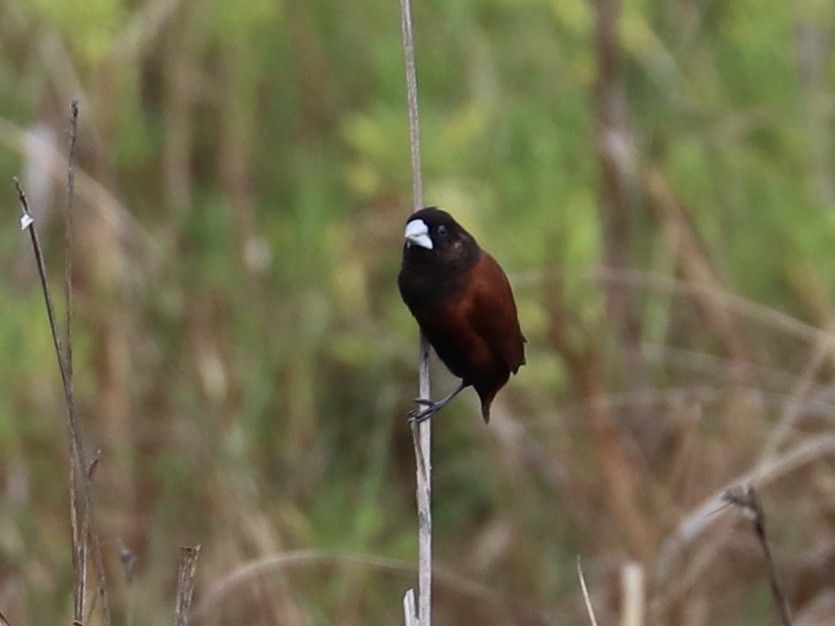 Capuchino Castaño - ML646955579