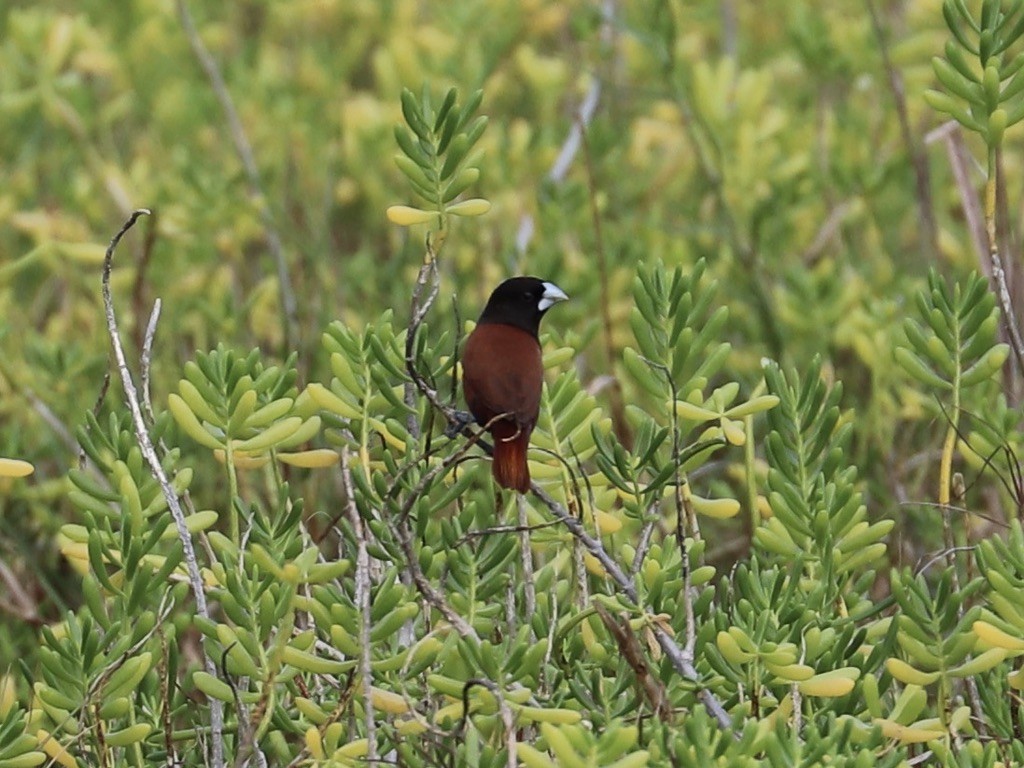 Capuchino Castaño - ML646955580
