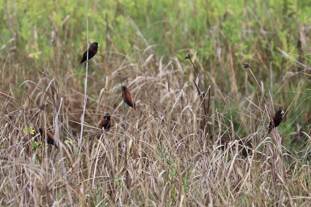 Capuchino Castaño - ML646955581