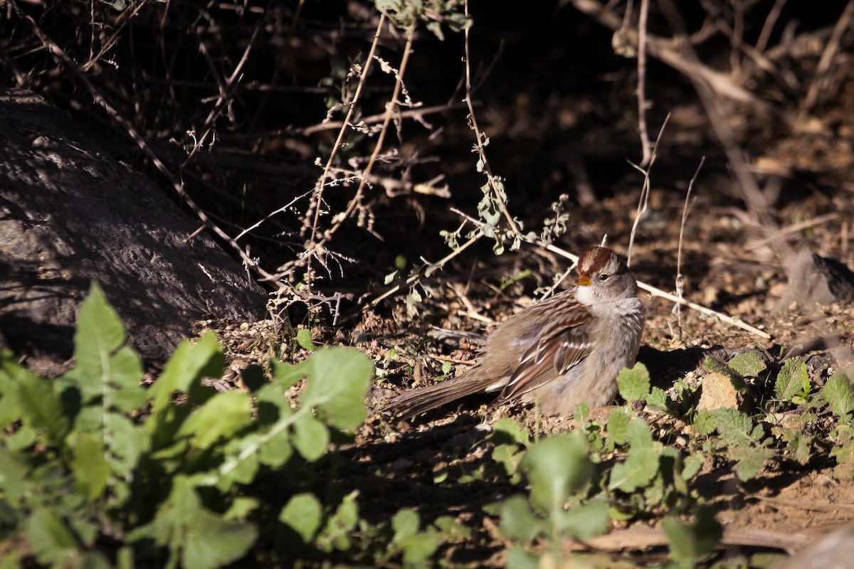 White-crowned Sparrow - ML646955583