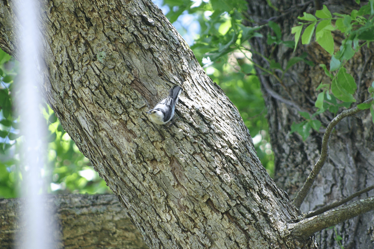 White-breasted Nuthatch - ML646955588