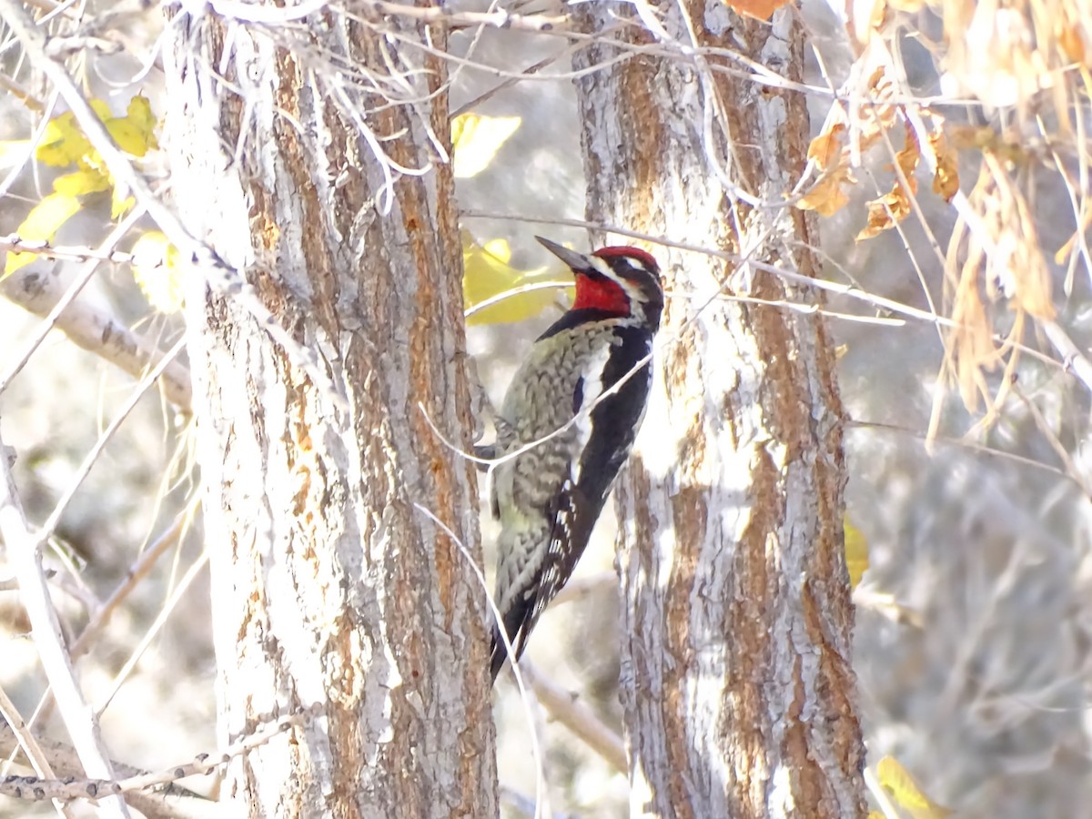 Дятел-смоктун білочеревий - ML646955591