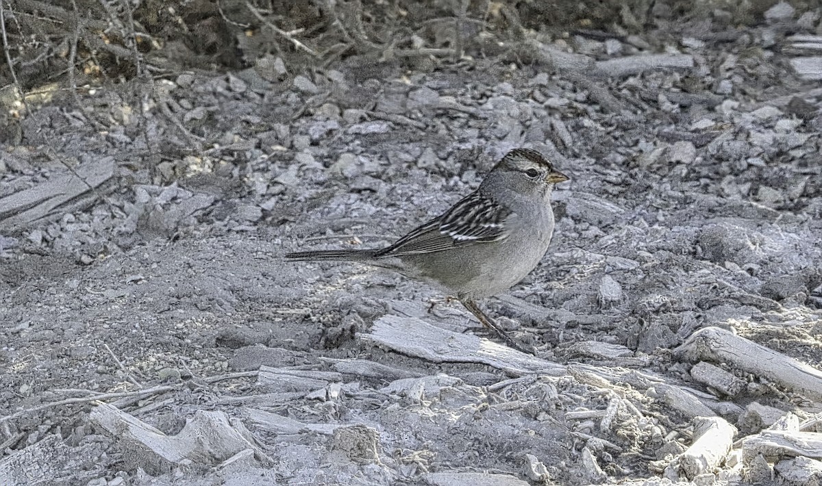 Porsuk Serçesi - ML646955592