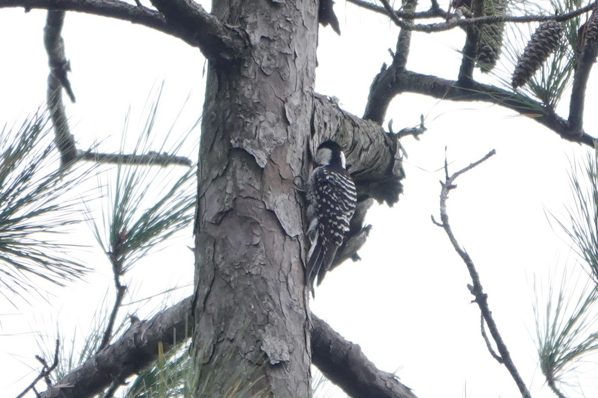 Pic à face blanche - ML646955595