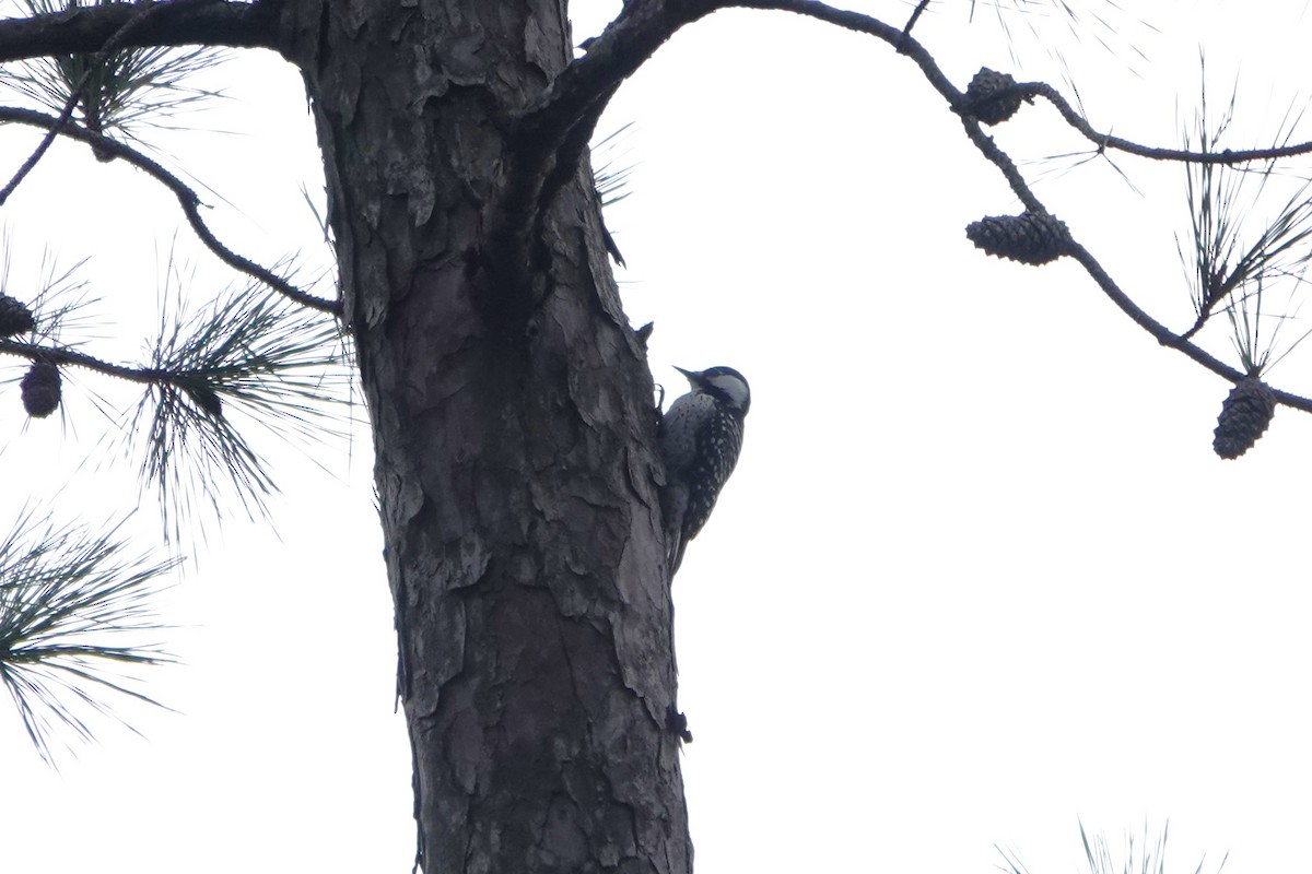 Pic à face blanche - ML646955596