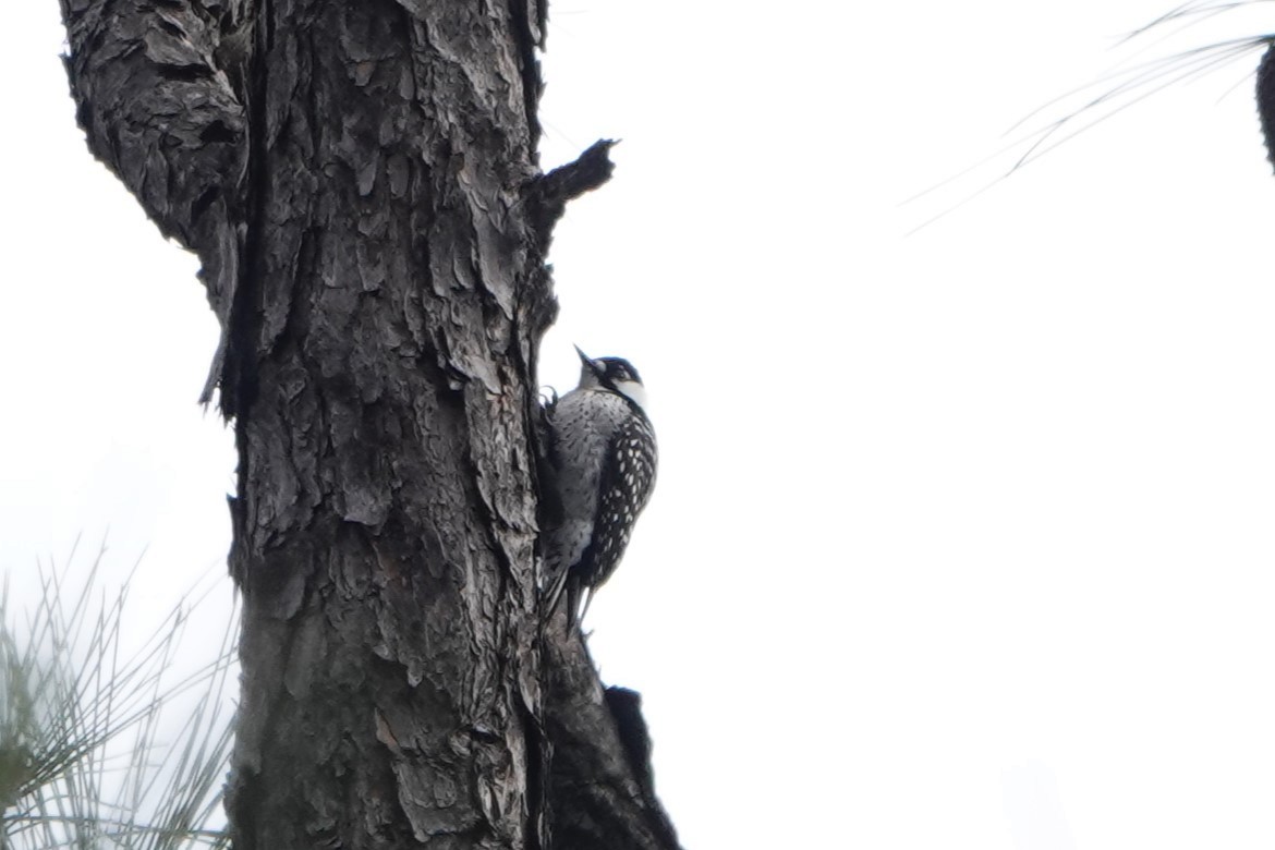 Pic à face blanche - ML646955597