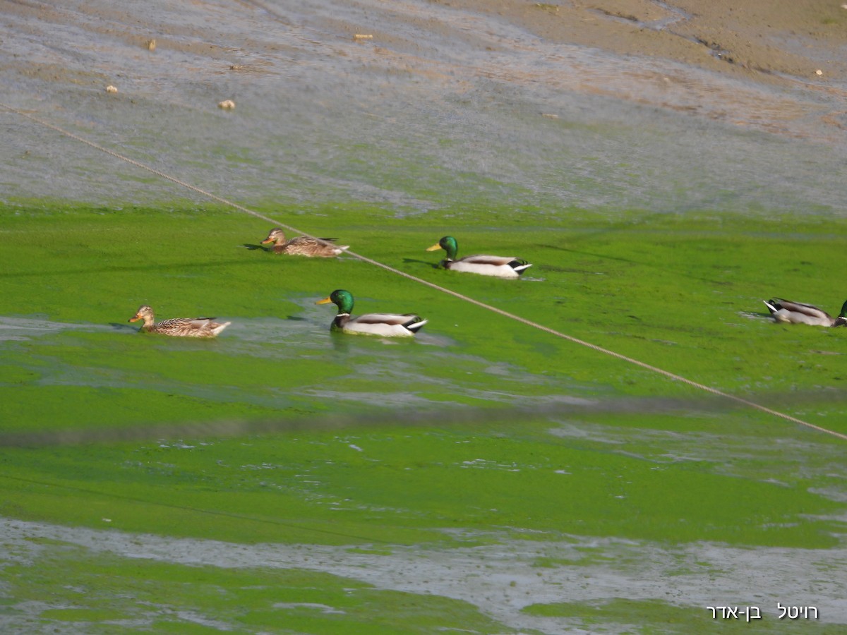 Кряква - ML646955600