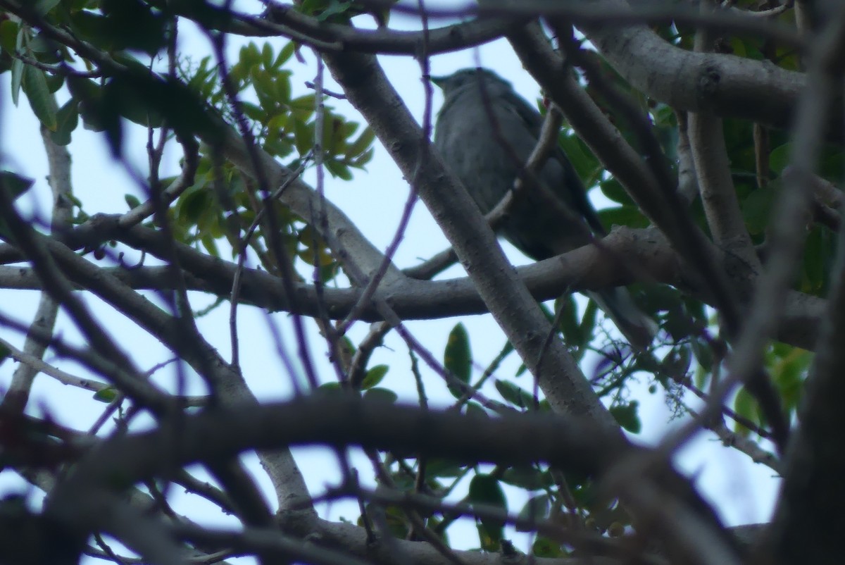 Townsendklarino - ML646955601