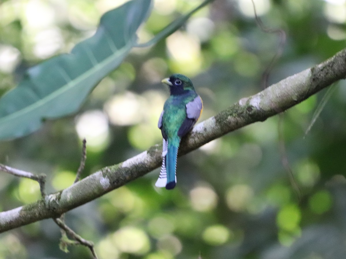 Graceful Black-throated Trogon - ML646955602