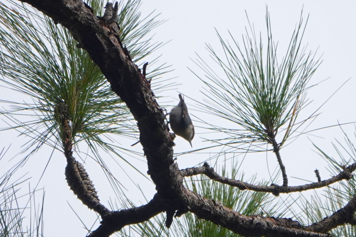 Brown-headed Nuthatch - ML646955603