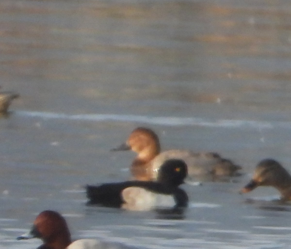 Хохлатая чернеть - ML646955604