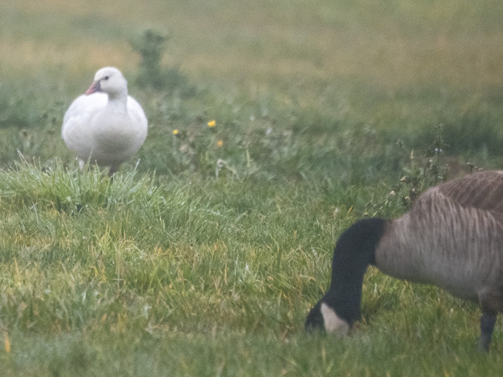 Zwergschneegans - ML646955607