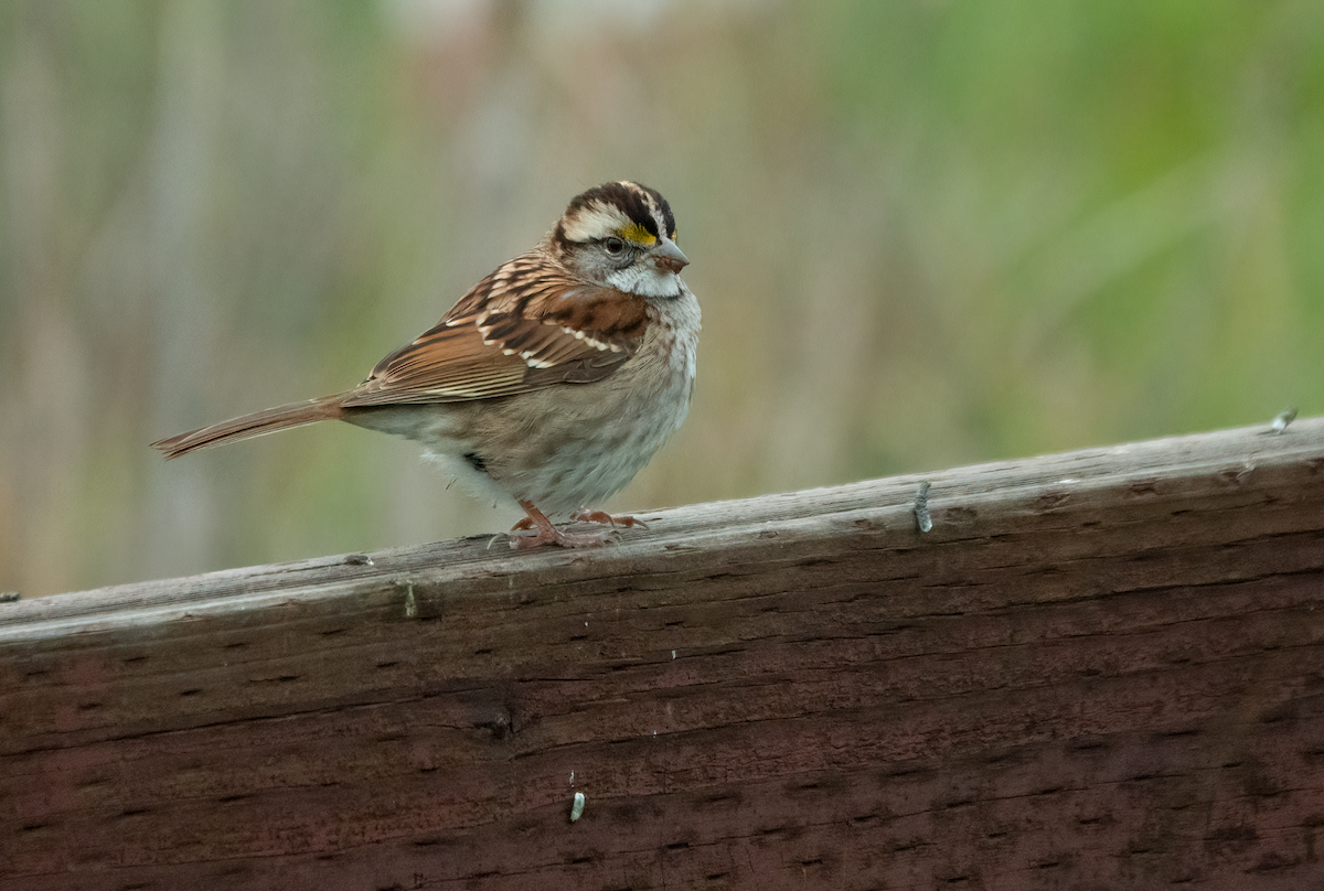 גיבתונית לבנת-גרון - ML646955608