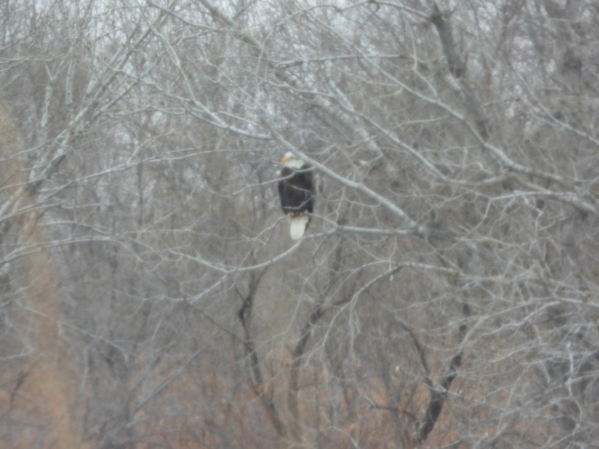 Орлан білоголовий - ML646955612