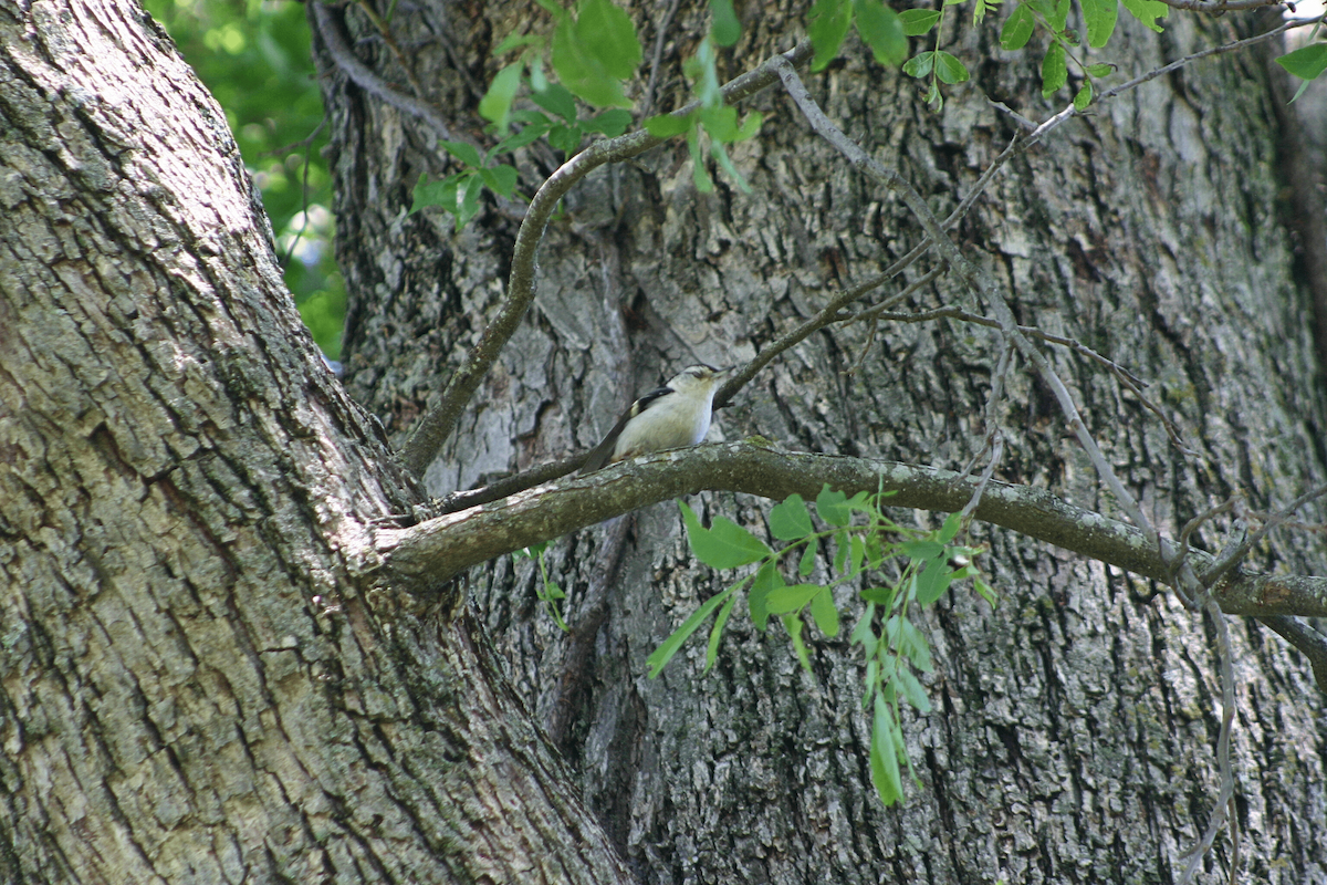 White-breasted Nuthatch - ML646955615