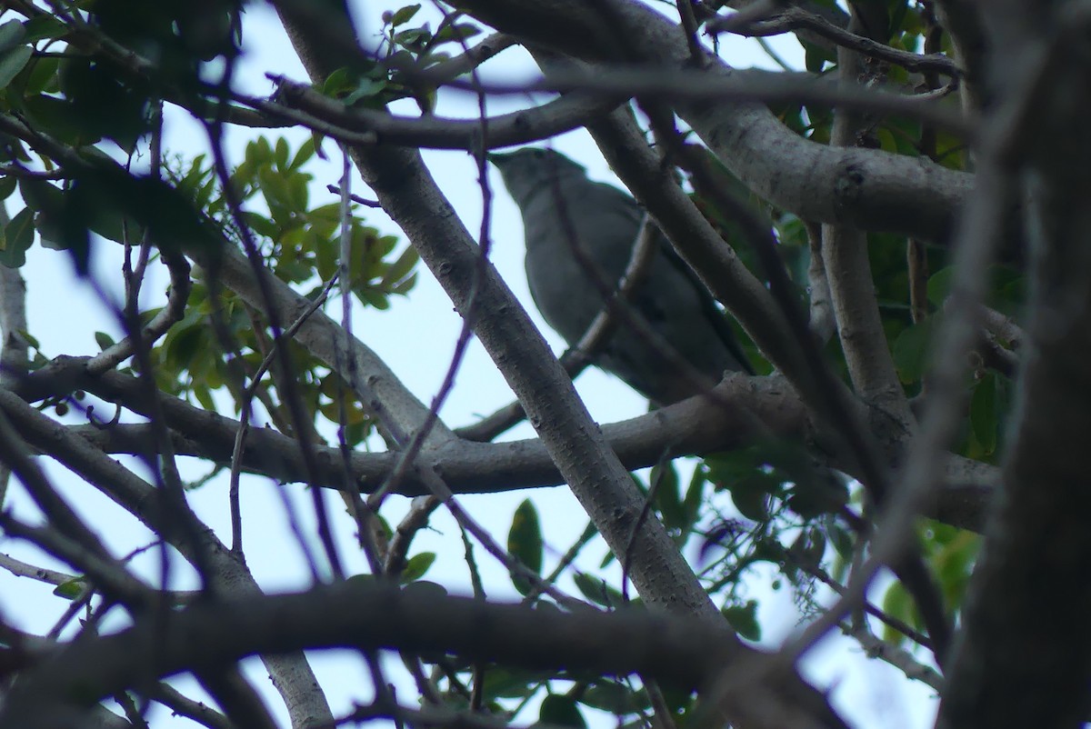 Townsendklarino - ML646955626