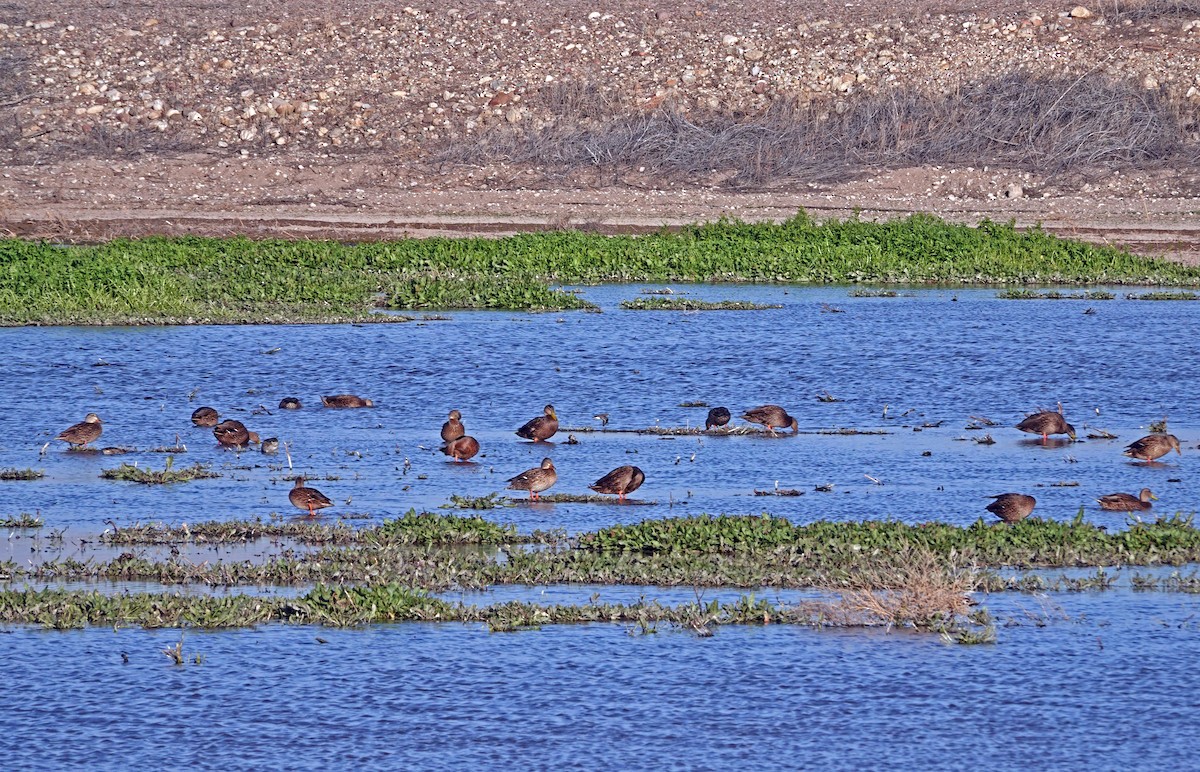 Кряква/Мексиканская кряква - ML646955627