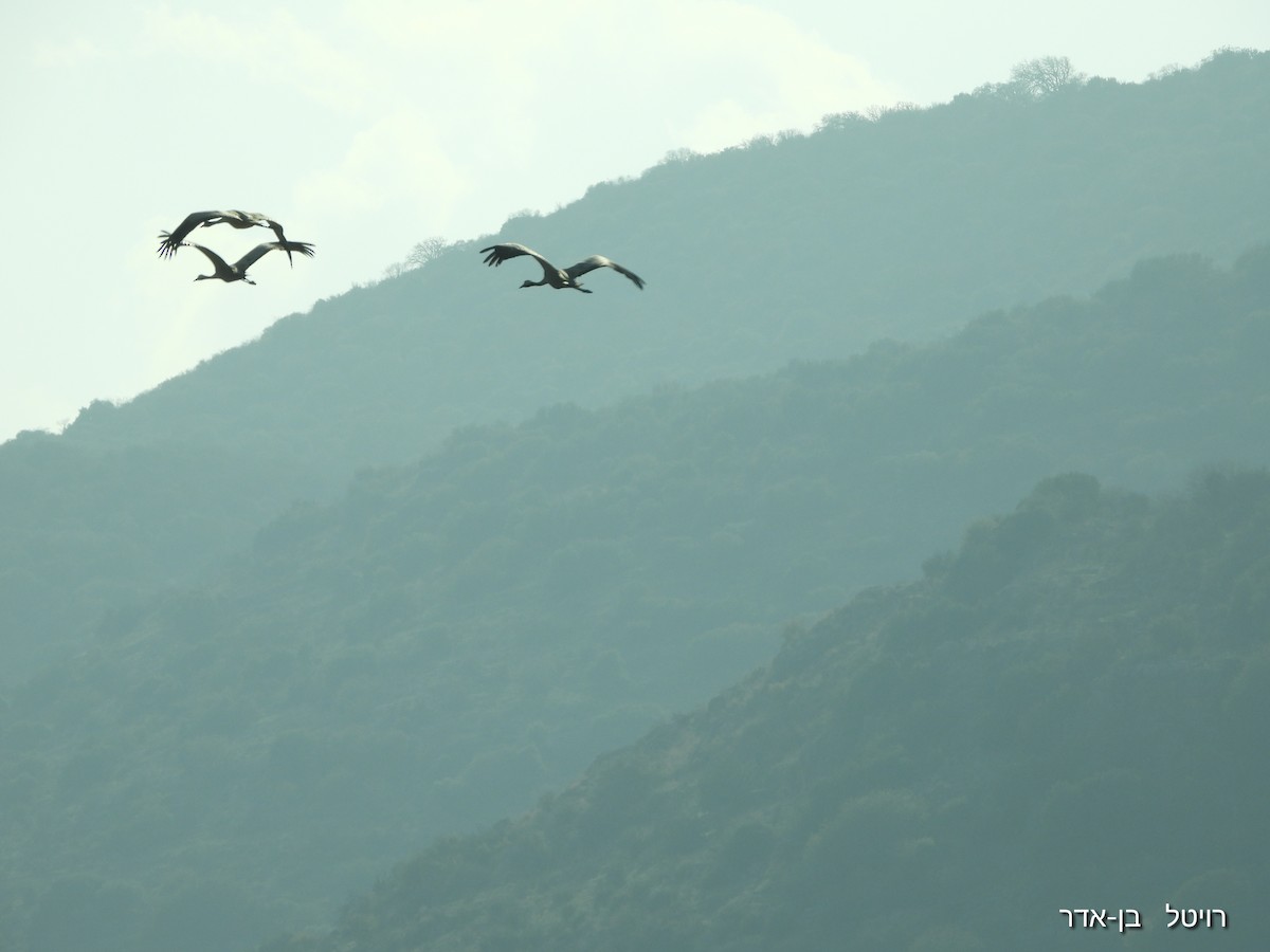 Серый журавль - ML646955628