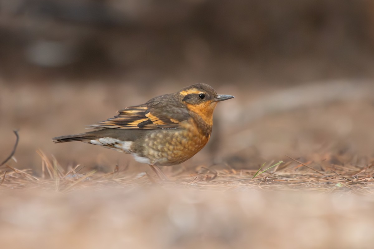 Varied Thrush - ML646955636