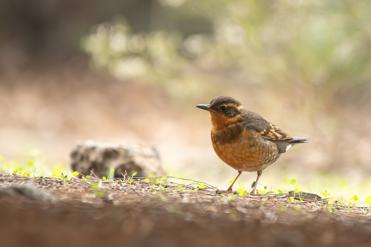 Varied Thrush - ML646955637