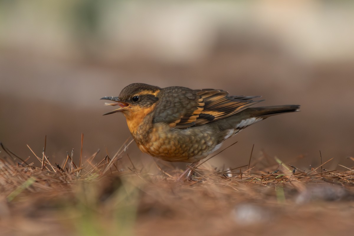 Varied Thrush - ML646955638