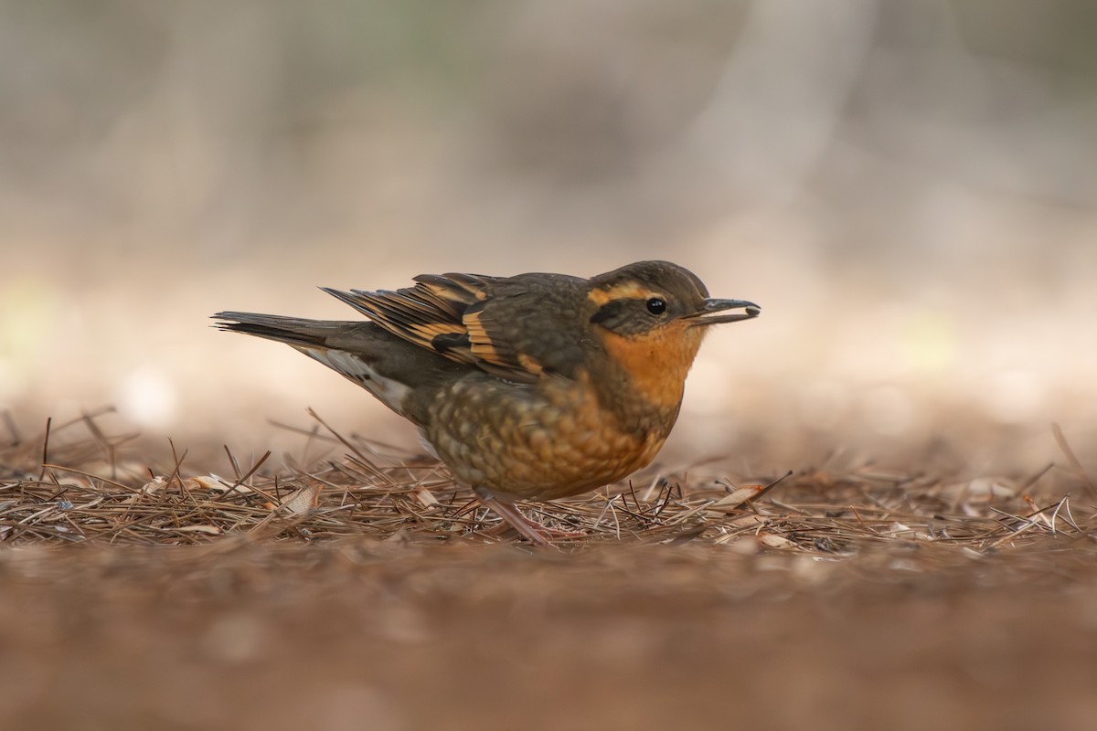 Varied Thrush - ML646955639