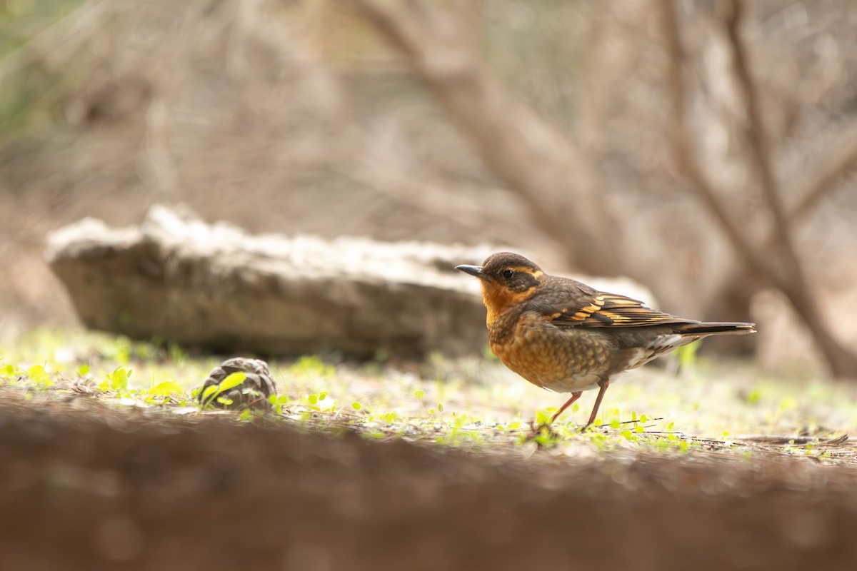 Varied Thrush - ML646955640