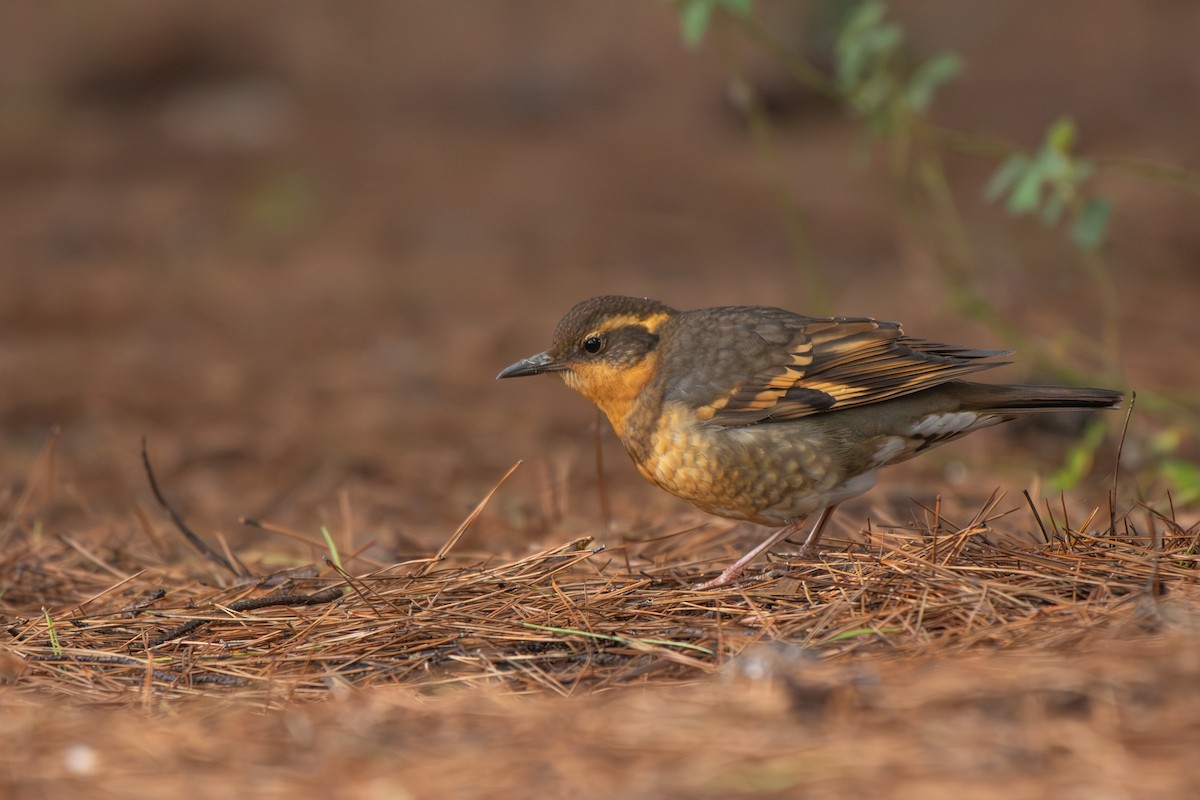 Varied Thrush - ML646955641