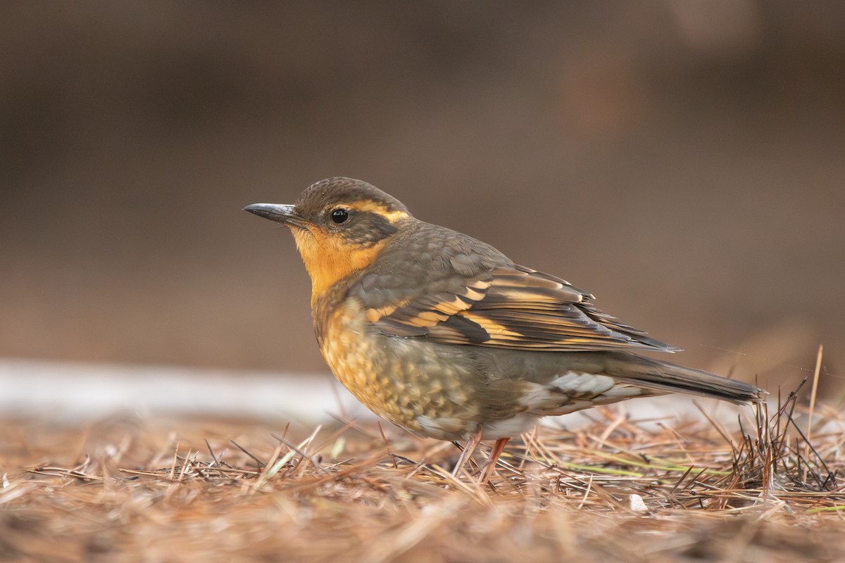 Varied Thrush - ML646955642