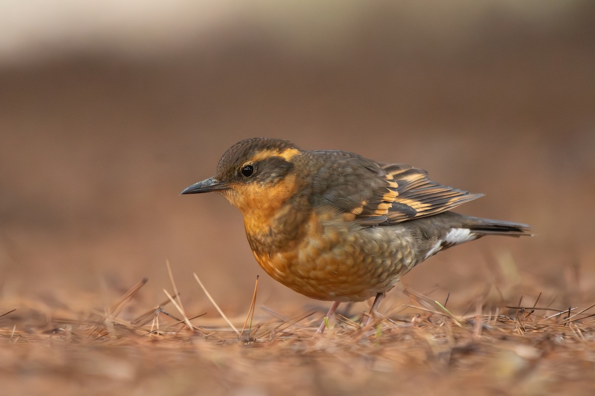 Varied Thrush - ML646955644