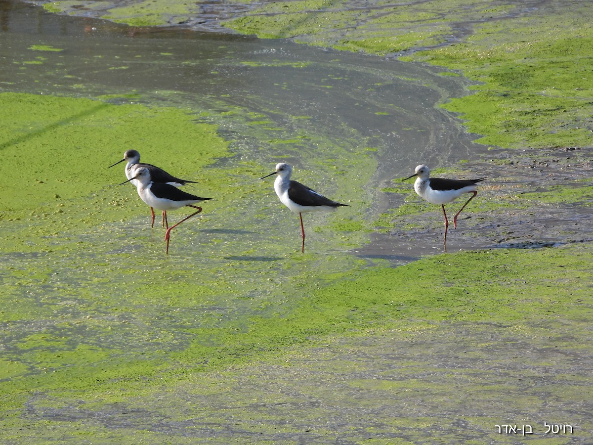 Ходулочник - ML646955645