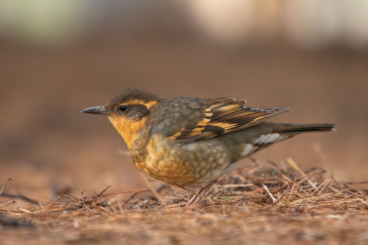 Varied Thrush - ML646955646