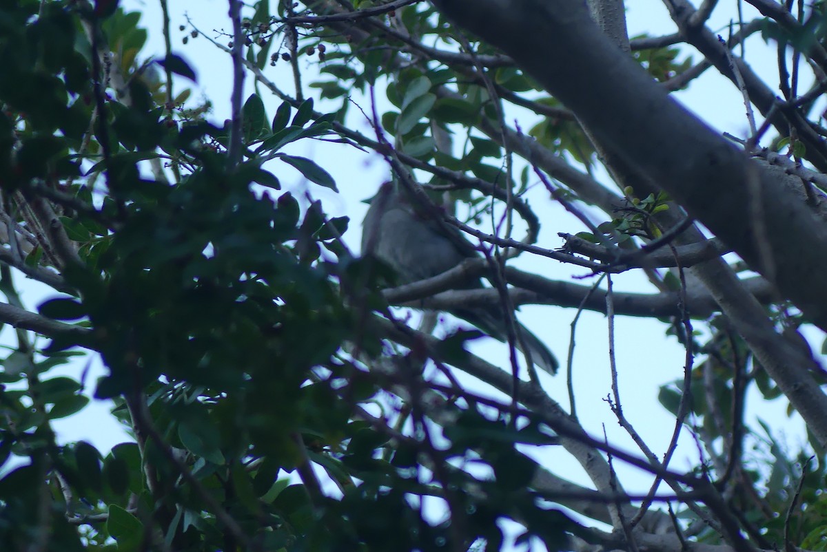 Townsendklarino - ML646955648