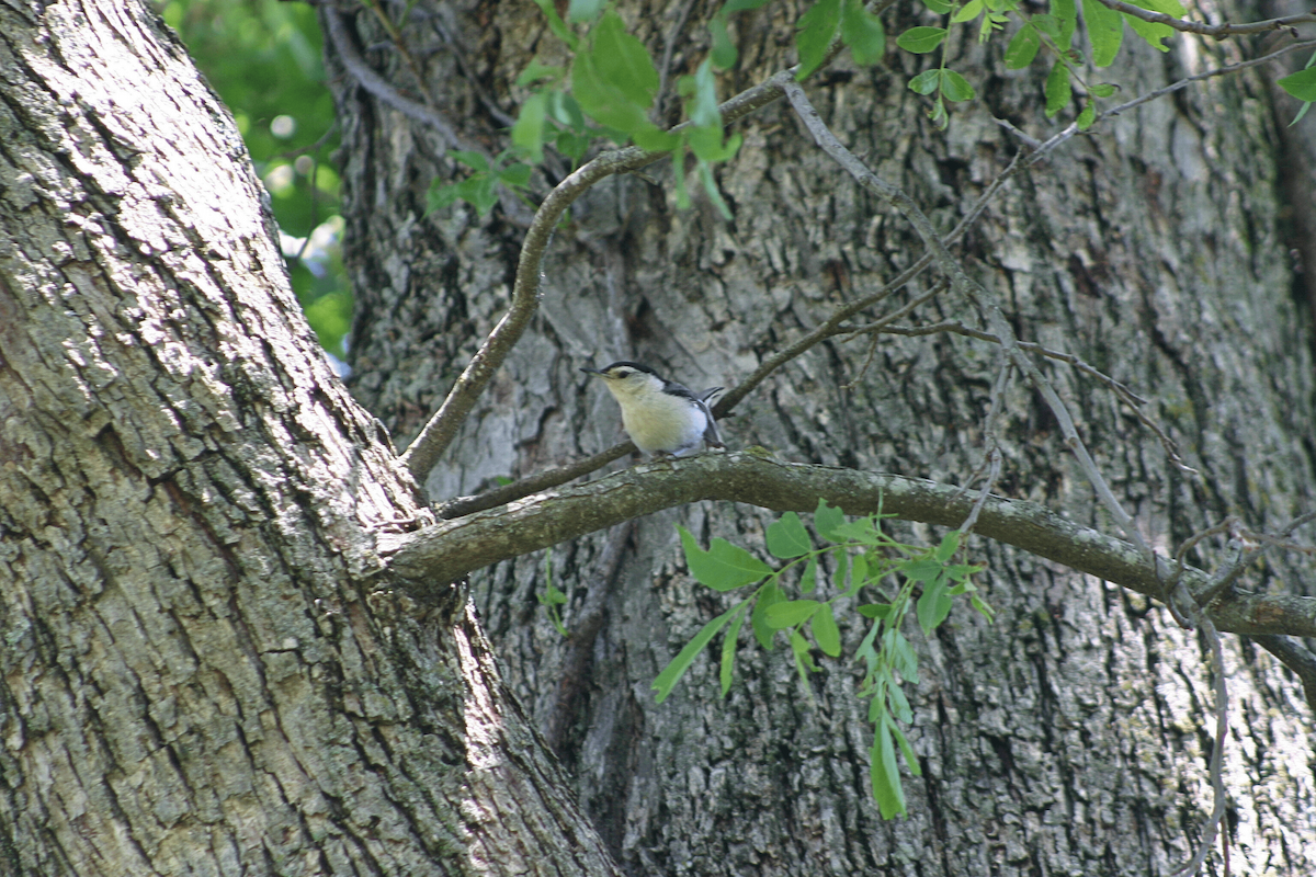 White-breasted Nuthatch - ML646955650