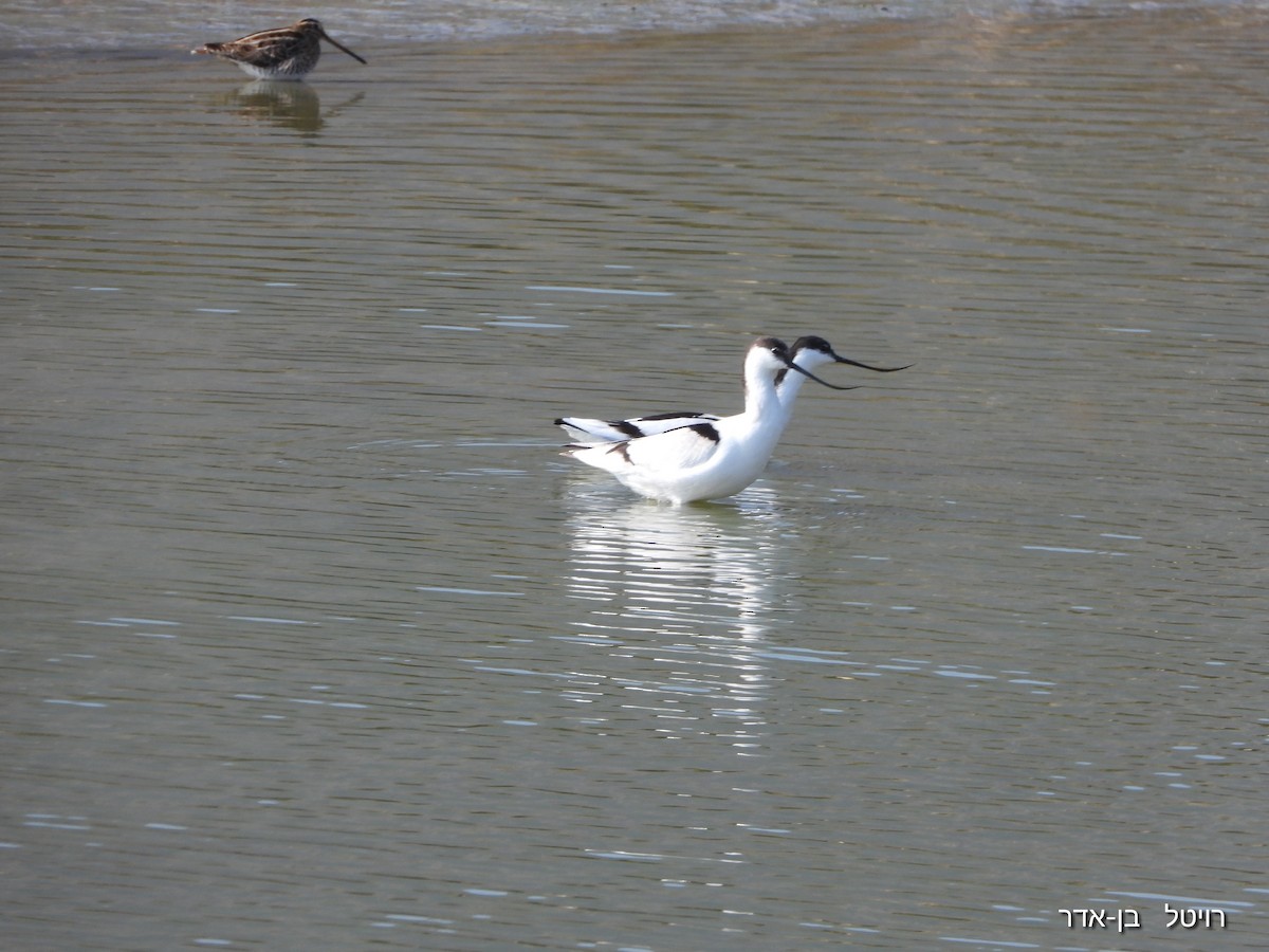 Шилоклювка - ML646955651