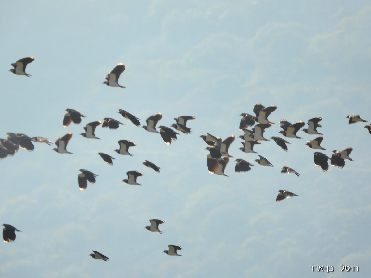 Чибис - ML646955652