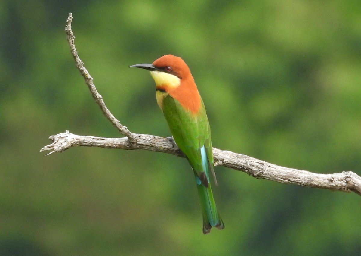 bengalbieter - ML646955653