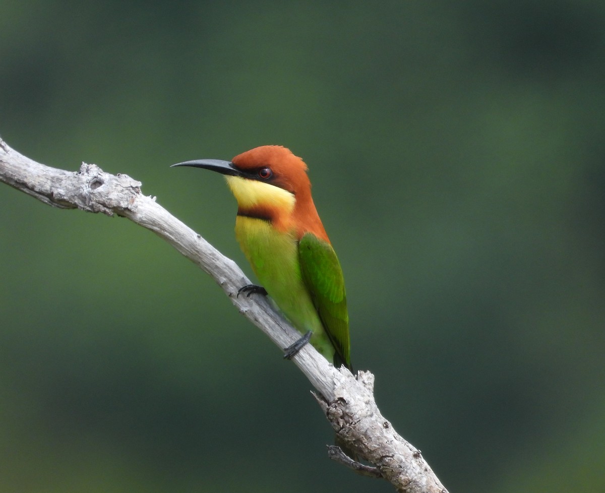 bengalbieter - ML646955654