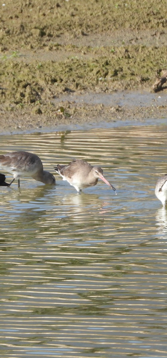 Большой веретенник - ML646955656